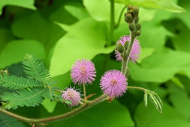 Flor e folhas de uma planta sensitiva